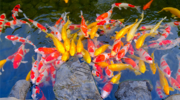 The Ultimate Guide to Koi Fish Care: Nurturing Serenity in Your Water Garden